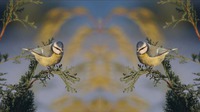 Peilaa video